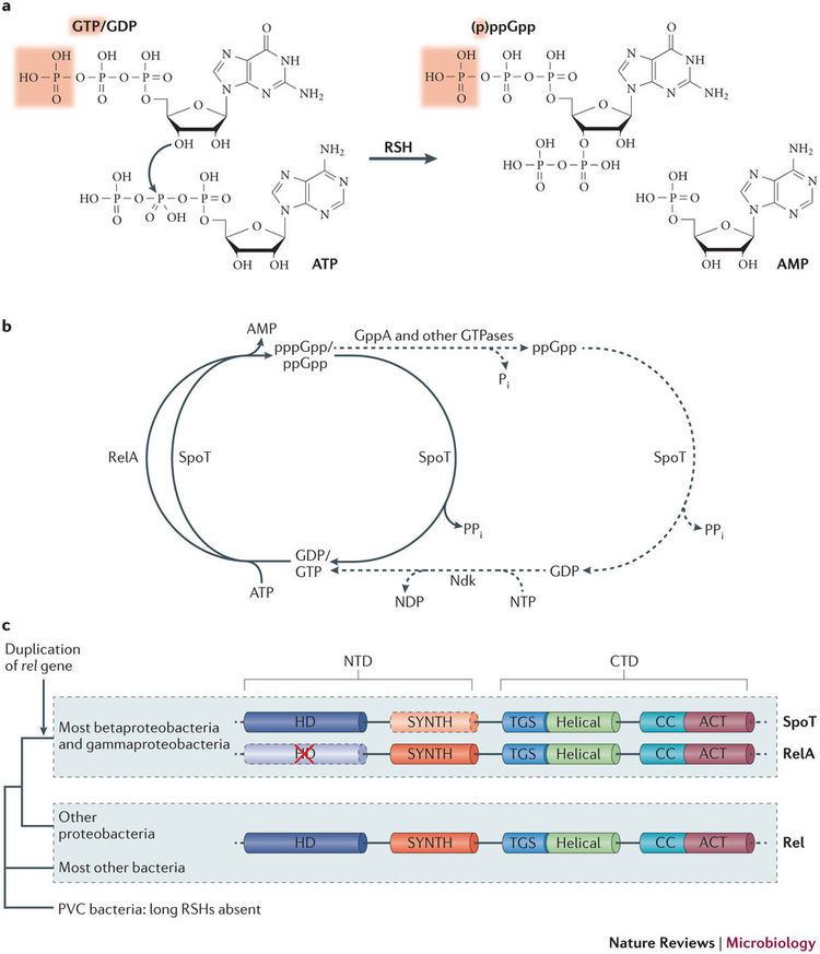 Guanosine pentaphosphate Recent functional insights into the role of pppGpp in bacterial
