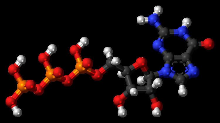 Guanosine triphosphate FileGuanosinetriphosphate3Dballspng Wikimedia Commons