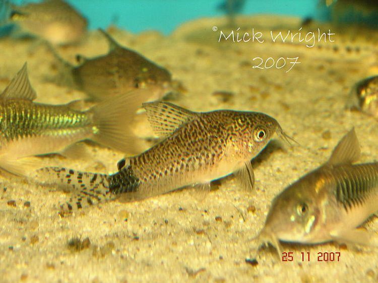 Guapore corydoras wwwseriouslyfishcomwpcontentuploads201412C