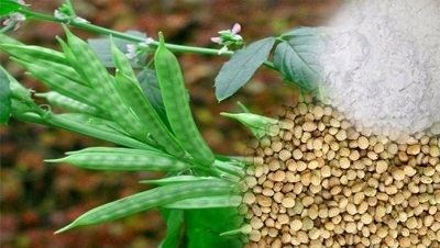 Guar gum Blog Guar Gum Powder Cassia Gum Powder Cassia Tora Powder