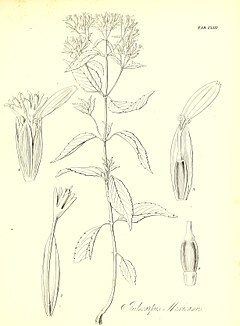 Guardiola (plant) httpsuploadwikimediaorgwikipediacommonsthu
