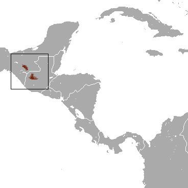 Guatemalan broad-clawed shrew