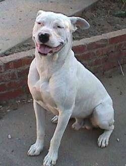 Guatemalan Dogo Guatemalan Bull Terrier Dog Breed Information and Pictures