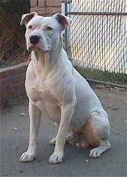 Guatemalan Dogo Guatemalan Bull Terrier Dog Breed Information and Pictures