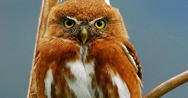 Guatemalan pygmy owl wwwowlpagescomowlsspeciesimagesguatemalanpy