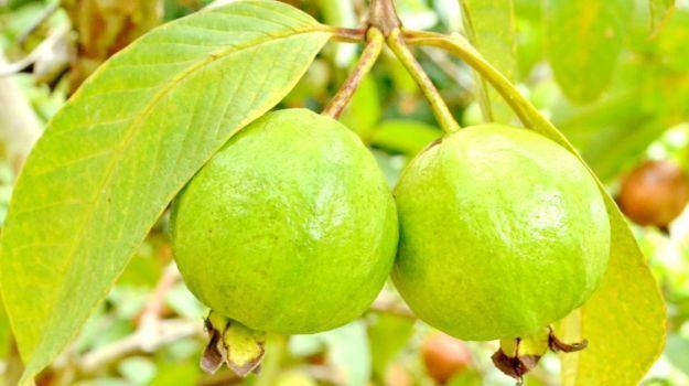 Guava 15 Amazing Guava Benefits Heart Healthy Weight Loss Friendly and