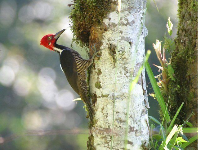 Guayaquil woodpecker Mangoverde World Bird Guide Photo Page Guayaquil Woodpecker