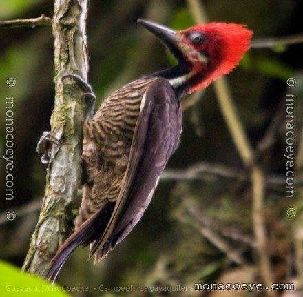 Guayaquil woodpecker monacoeyecombirdsindexfilescampephilusgayaqu