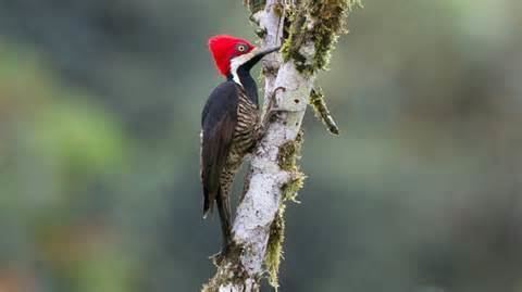 Guayaquil woodpecker More on Campephilus gayaquilensis Guayaquil Woodpecker