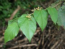 Guazuma ulmifolia httpsuploadwikimediaorgwikipediacommonsthu