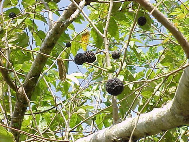 Guazuma ulmifolia Plants of Viales a pictorial guide Guazuma ulmifolia