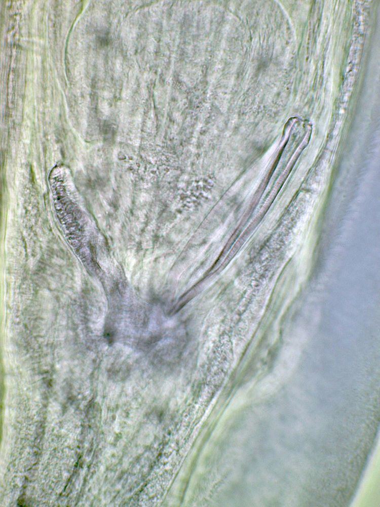 Gubernaculum (nematode anatomy)