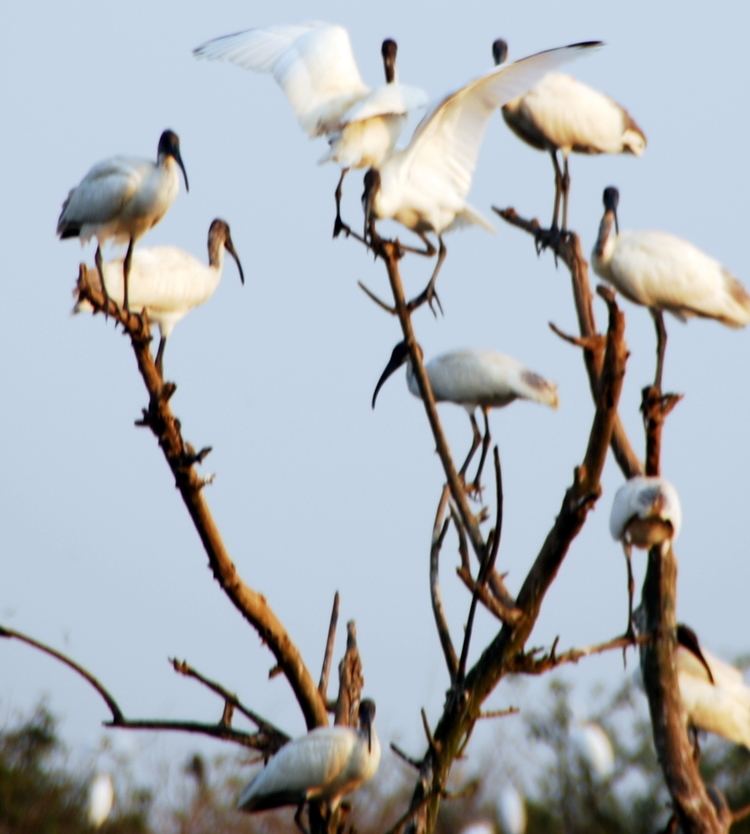 Gudavi Bird Sanctuary httpsuploadwikimediaorgwikipediacommons55