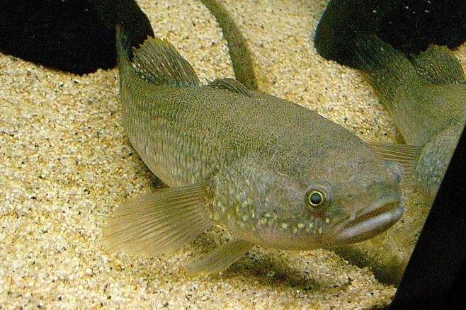 Gudgeon (fish) httpsuploadwikimediaorgwikipediacommonsee