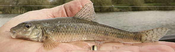 Gudgeon (fish) Gudgeon Angling Times