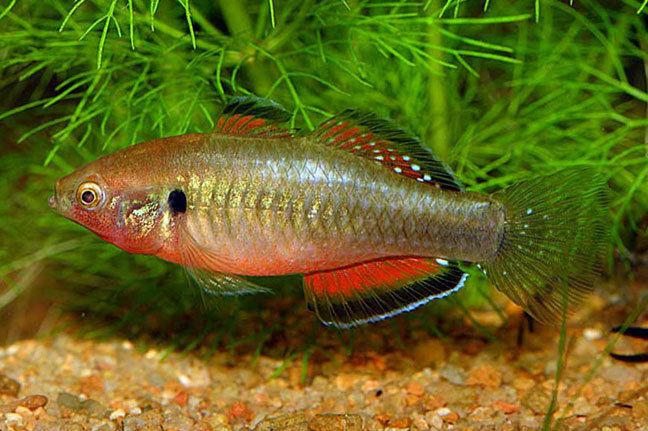 Gudgeon (fish) Hypseleotris compressa