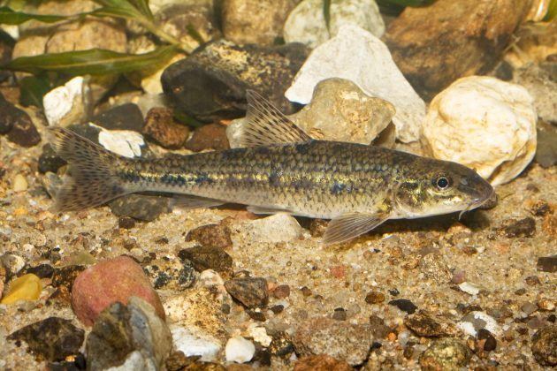 Gudgeon (fish) Gudgeon Fish Around