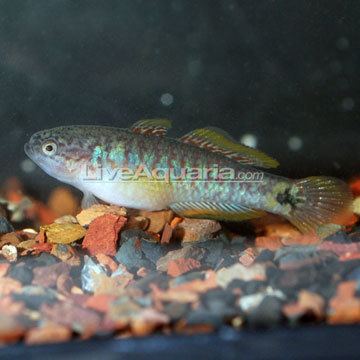 Gudgeon (fish) Tropical Fish for Freshwater Aquariums Peacock Gudgeon