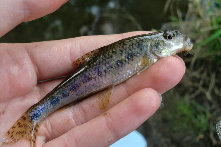 Gudgeon (fish) gudgeon Micro Fishing in the UK