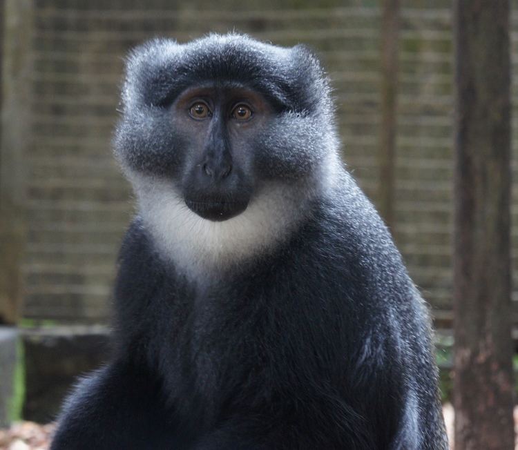 Guenon - Alchetron, The Free Social Encyclopedia