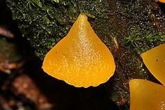 Guepiniopsis alpina httpsuploadwikimediaorgwikipediacommonsthu