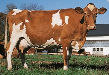 Guernsey cattle Guernsey breed of cattle Britannicacom