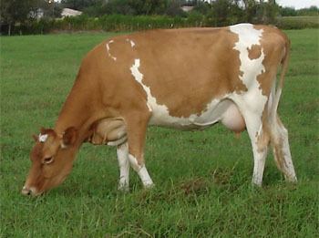 Guernsey cattle Breeds of Livestock Guernsey Cattle Breeds of Livestock