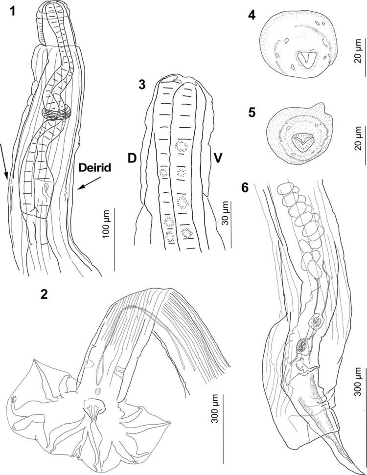 Guerrerostrongylus