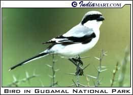 Gugamal National Park Gugamal Maharashtra Bird Watching Tours Gugamal National Park