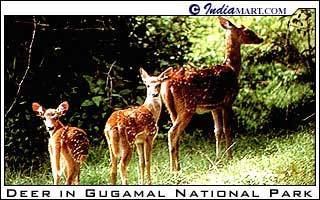 Gugamal National Park Gugamal Maharashtra Bird Watching Tours Gugamal National Park