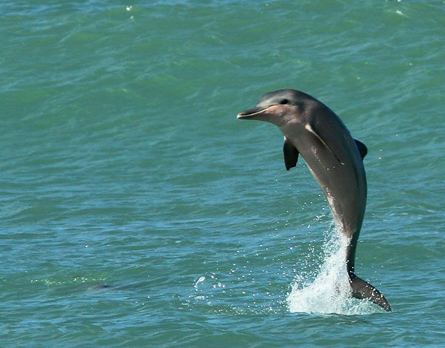 Guiana dolphin Dolphin may sense the body electric Science News