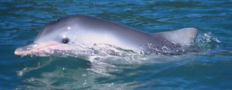 Guiana dolphin Guiana Dolphin Species Guide WDC