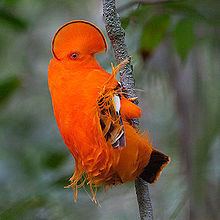 Guianan cock-of-the-rock httpsuploadwikimediaorgwikipediacommonsthu
