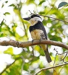 Guianan puffbird httpsuploadwikimediaorgwikipediacommonsthu