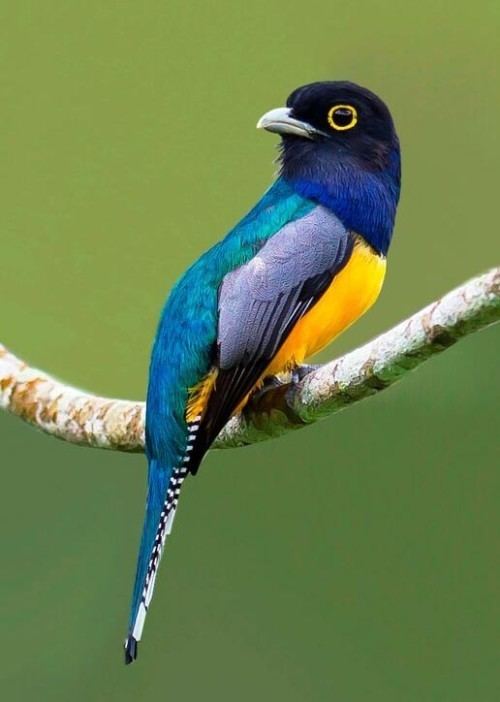 Guianan trogon Guianan Trogon Tropical Bird that 39Ants39