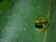 Guibemantis pulcher httpsuploadwikimediaorgwikipediacommonsthu