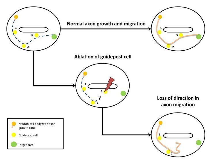 Guidepost cells