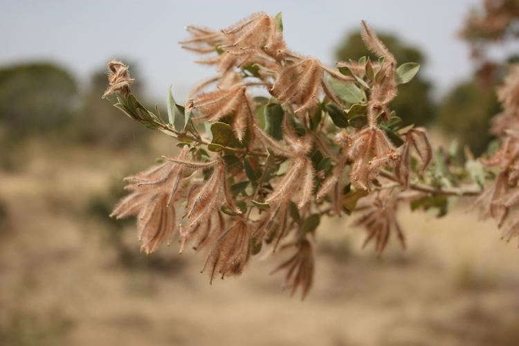 Guiera senegalensis West African Plants A Photo Guide Guiera senegalensis JFGmel