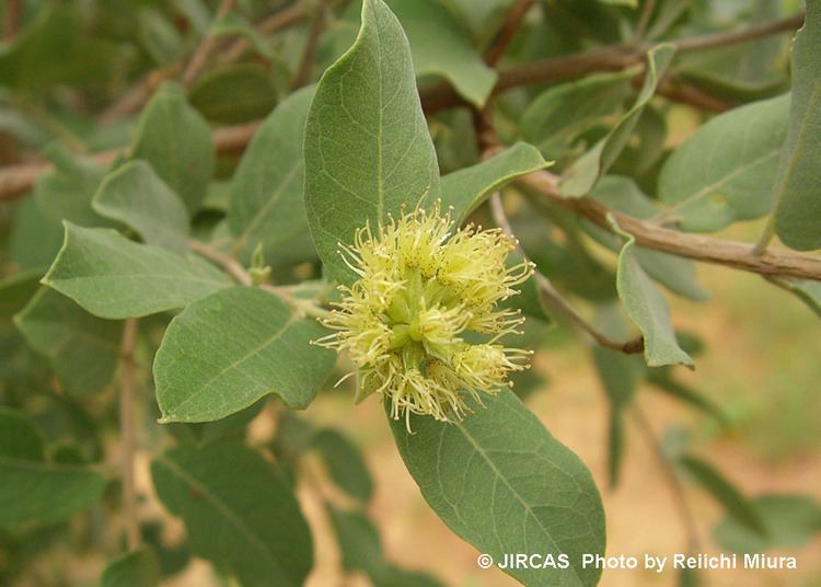 Guiera senegalensis Guiera senegalensis