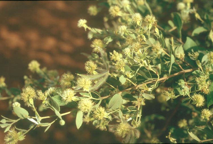 Guiera senegalensis Islands of fertiliy shrub millet Niger Sahel West Africa