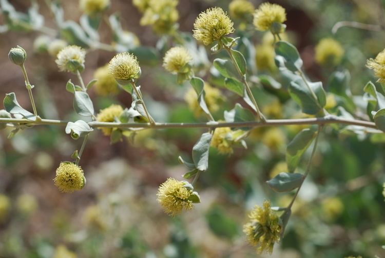 Guiera senegalensis West African Plants A Photo Guide Guiera senegalensis JFGmel