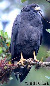 Aguila Solitaria globalraptorsorggrinimagesbirdsBlackSolitary