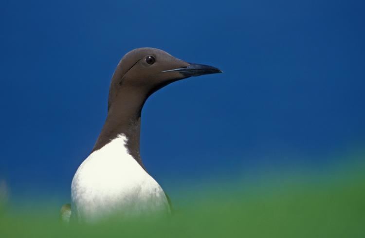 Guillemot Wild Scotland wildlife and adventure tourism Birds Seabirds