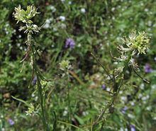 Guillenia lasiophylla httpsuploadwikimediaorgwikipediacommonsthu