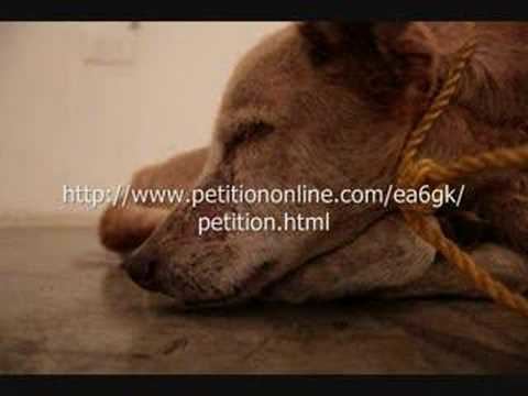 Guillermo Vargas Guillermo Vargas Habacuc starves a dog to death YouTube