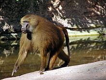 Guinea baboon httpsuploadwikimediaorgwikipediacommonsthu