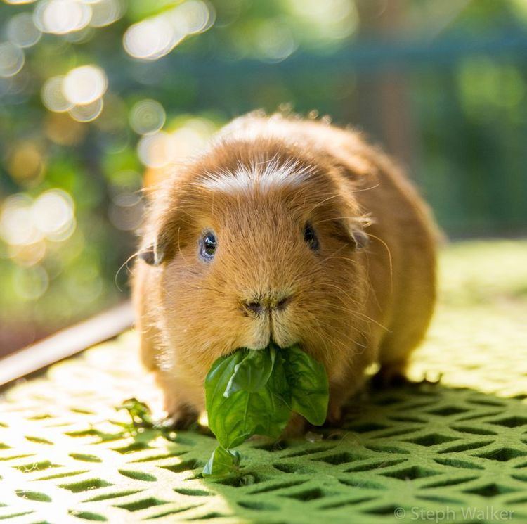 Guinea pig 8 things you didn39t know about guinea pigs MNN Mother Nature Network