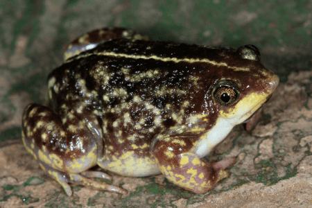 Guinea snout-burrower vmusaduorgzavmimgphpfnamesafap0017442jp