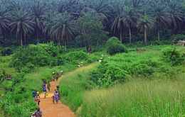 Guinean forest-savanna mosaic httpsuploadwikimediaorgwikipediacommonsthu