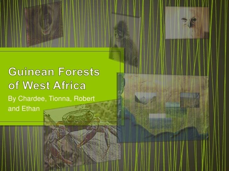 Guinean Forests of West Africa Guinean forests of west africa 3
